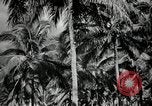 Image of coconut palms Puerto Rico, 1941, second 28 stock footage video 65675029922