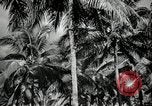 Image of coconut palms Puerto Rico, 1941, second 29 stock footage video 65675029922