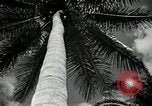 Image of coconut palms Puerto Rico, 1941, second 30 stock footage video 65675029922