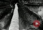 Image of coconut palms Puerto Rico, 1941, second 31 stock footage video 65675029922