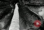 Image of coconut palms Puerto Rico, 1941, second 32 stock footage video 65675029922