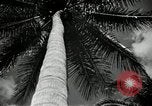 Image of coconut palms Puerto Rico, 1941, second 33 stock footage video 65675029922