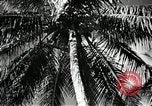 Image of coconut palms Puerto Rico, 1941, second 34 stock footage video 65675029922