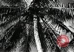 Image of coconut palms Puerto Rico, 1941, second 35 stock footage video 65675029922