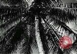 Image of coconut palms Puerto Rico, 1941, second 36 stock footage video 65675029922