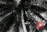 Image of coconut palms Puerto Rico, 1941, second 37 stock footage video 65675029922