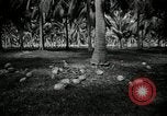 Image of coconut palms Puerto Rico, 1941, second 38 stock footage video 65675029922