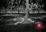 Image of coconut palms Puerto Rico, 1941, second 39 stock footage video 65675029922
