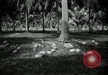 Image of coconut palms Puerto Rico, 1941, second 40 stock footage video 65675029922