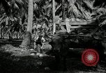 Image of coconut palms Puerto Rico, 1941, second 43 stock footage video 65675029922