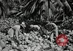 Image of coconut palms Puerto Rico, 1941, second 46 stock footage video 65675029922