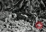 Image of coconut palms Puerto Rico, 1941, second 47 stock footage video 65675029922