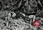 Image of coconut palms Puerto Rico, 1941, second 48 stock footage video 65675029922