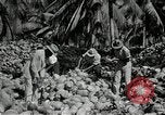 Image of coconut palms Puerto Rico, 1941, second 49 stock footage video 65675029922