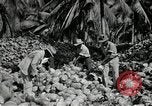 Image of coconut palms Puerto Rico, 1941, second 50 stock footage video 65675029922