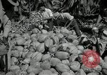 Image of coconut palms Puerto Rico, 1941, second 51 stock footage video 65675029922
