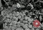 Image of coconut palms Puerto Rico, 1941, second 52 stock footage video 65675029922