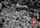Image of coconut palms Puerto Rico, 1941, second 53 stock footage video 65675029922