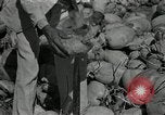 Image of coconut palms Puerto Rico, 1941, second 54 stock footage video 65675029922