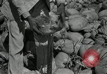 Image of coconut palms Puerto Rico, 1941, second 55 stock footage video 65675029922