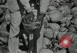 Image of coconut palms Puerto Rico, 1941, second 56 stock footage video 65675029922