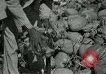Image of coconut palms Puerto Rico, 1941, second 57 stock footage video 65675029922