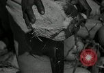 Image of coconut palms Puerto Rico, 1941, second 59 stock footage video 65675029922
