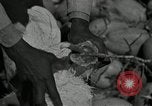 Image of coconut palms Puerto Rico, 1941, second 61 stock footage video 65675029922