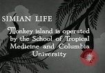 Image monkey island Puerto Rico, 1941, de la seconde 3 séquences d'archives historiques vidéo 65675029923