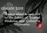 Image monkey island Puerto Rico, 1941, de la seconde 8 séquences d'archives historiques vidéo 65675029923