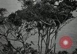 Image monkey island Puerto Rico, 1941, de la seconde 17 séquences d'archives historiques vidéo 65675029923