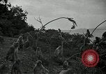 Image monkey island Puerto Rico, 1941, de la seconde 21 séquences d'archives historiques vidéo 65675029923