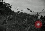 Image monkey island Puerto Rico, 1941, de la seconde 23 séquences d'archives historiques vidéo 65675029923