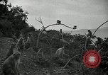 Image monkey island Puerto Rico, 1941, de la seconde 25 séquences d'archives historiques vidéo 65675029923