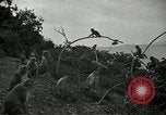 Image monkey island Puerto Rico, 1941, de la seconde 26 séquences d'archives historiques vidéo 65675029923