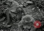 Image monkey island Puerto Rico, 1941, de la seconde 27 séquences d'archives historiques vidéo 65675029923
