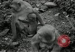 Image monkey island Puerto Rico, 1941, de la seconde 28 séquences d'archives historiques vidéo 65675029923