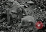 Image monkey island Puerto Rico, 1941, de la seconde 29 séquences d'archives historiques vidéo 65675029923