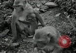 Image monkey island Puerto Rico, 1941, de la seconde 30 séquences d'archives historiques vidéo 65675029923