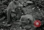 Image monkey island Puerto Rico, 1941, de la seconde 31 séquences d'archives historiques vidéo 65675029923