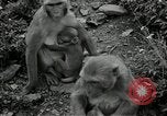 Image monkey island Puerto Rico, 1941, de la seconde 32 séquences d'archives historiques vidéo 65675029923