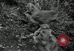 Image monkey island Puerto Rico, 1941, de la seconde 33 séquences d'archives historiques vidéo 65675029923
