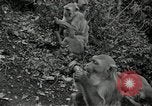Image monkey island Puerto Rico, 1941, de la seconde 34 séquences d'archives historiques vidéo 65675029923