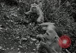 Image monkey island Puerto Rico, 1941, de la seconde 35 séquences d'archives historiques vidéo 65675029923