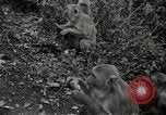 Image monkey island Puerto Rico, 1941, de la seconde 36 séquences d'archives historiques vidéo 65675029923