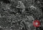 Image monkey island Puerto Rico, 1941, de la seconde 37 séquences d'archives historiques vidéo 65675029923
