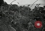 Image monkey island Puerto Rico, 1941, de la seconde 40 séquences d'archives historiques vidéo 65675029923