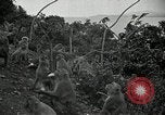 Image monkey island Puerto Rico, 1941, de la seconde 41 séquences d'archives historiques vidéo 65675029923