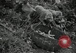 Image monkey island Puerto Rico, 1941, de la seconde 43 séquences d'archives historiques vidéo 65675029923