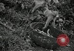 Image monkey island Puerto Rico, 1941, de la seconde 44 séquences d'archives historiques vidéo 65675029923